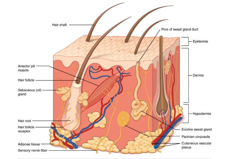 Diagram of the cutaneous membrane